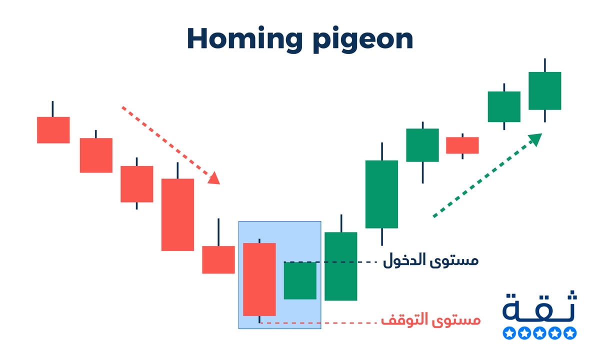 شمعة Homing pigeon